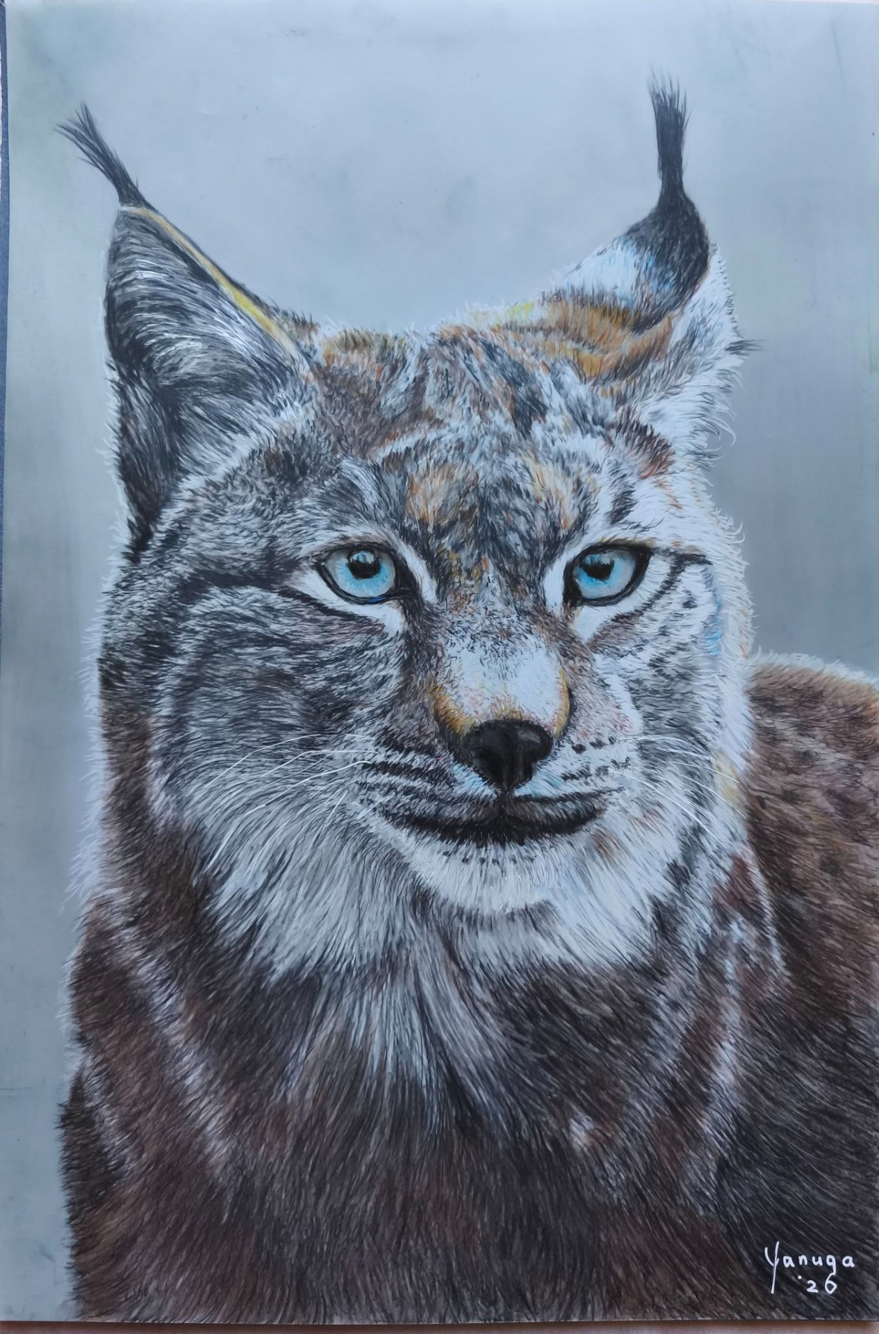 Lynx, formaat A4