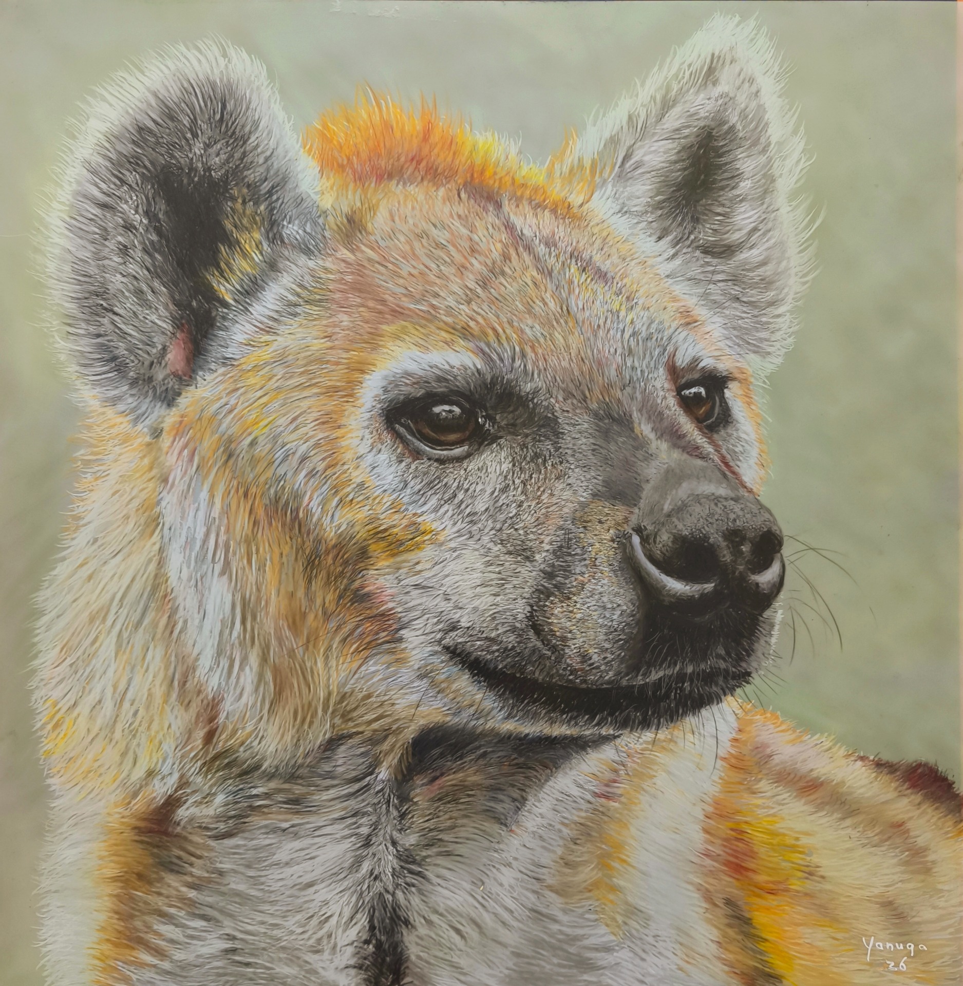Hyena, 30 x 30 cm